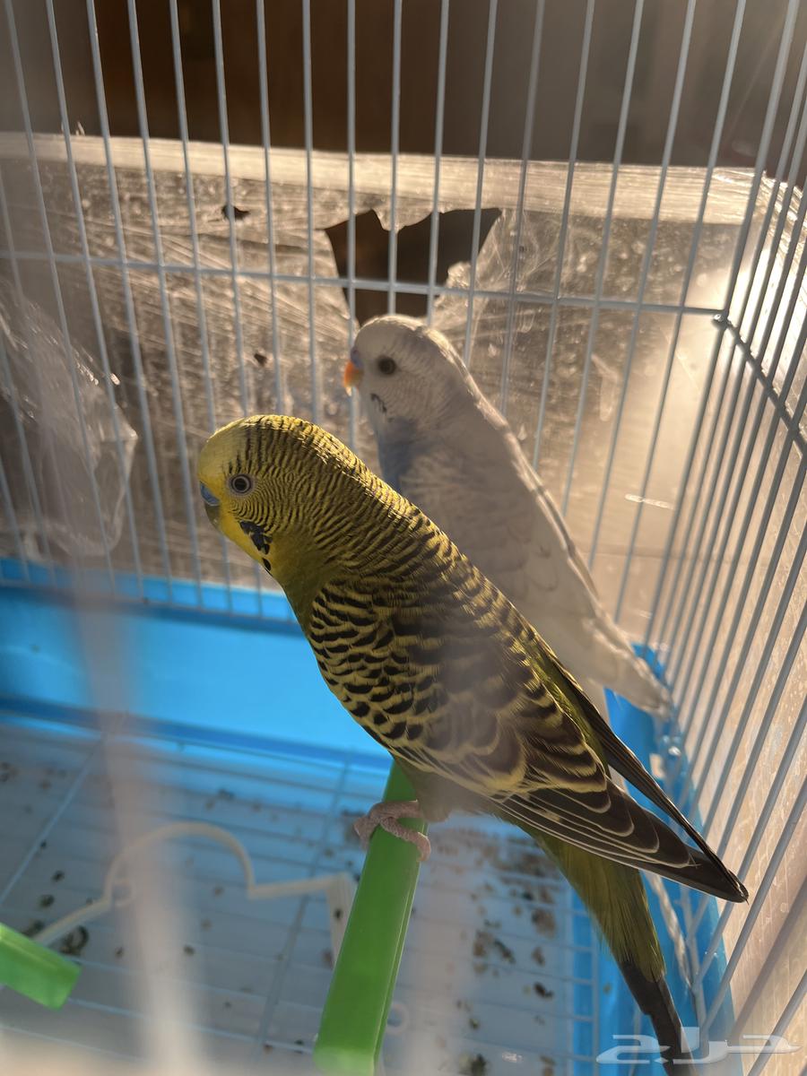 Budgerigars (untrained) (pair) bought them a week and a half ago price 17564540138494850112