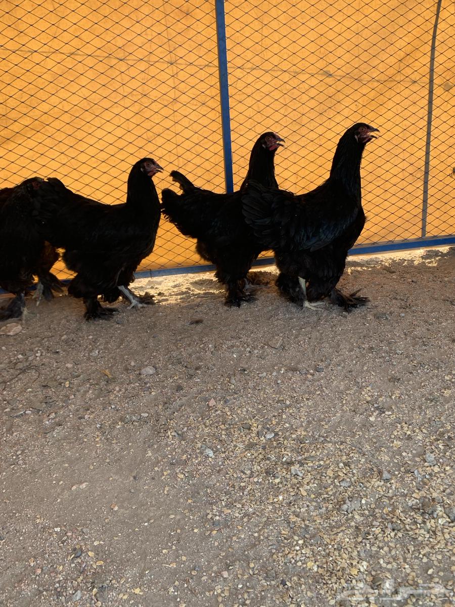 طقمين براهما64535666878595112