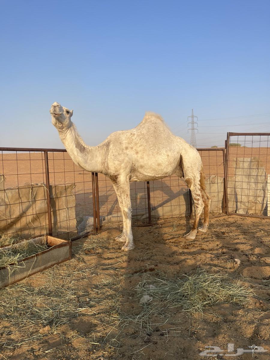 للبيع ناقه رمانيه وضحاء كفو. ضريبه.اقبل البدل بحلال64504777619971110