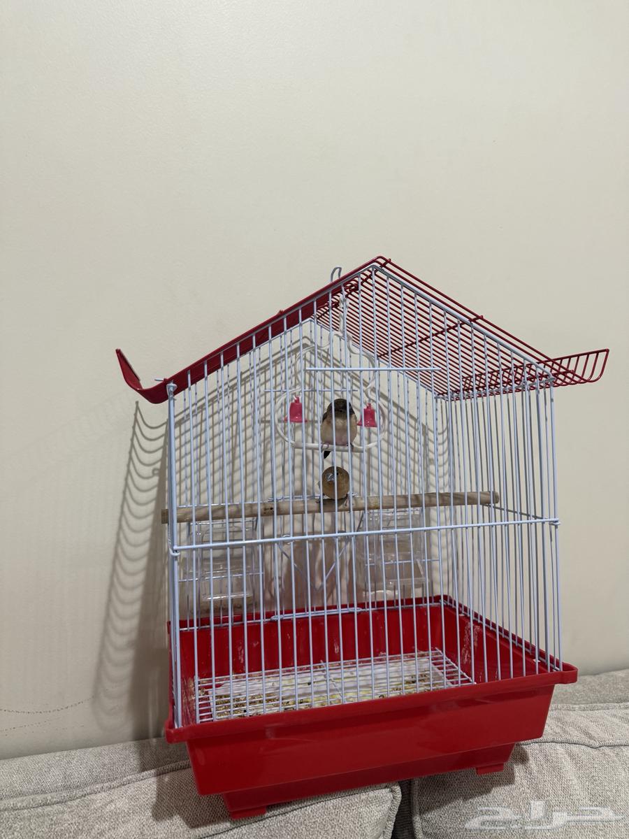 عصفورين مع القفص64540907635330110