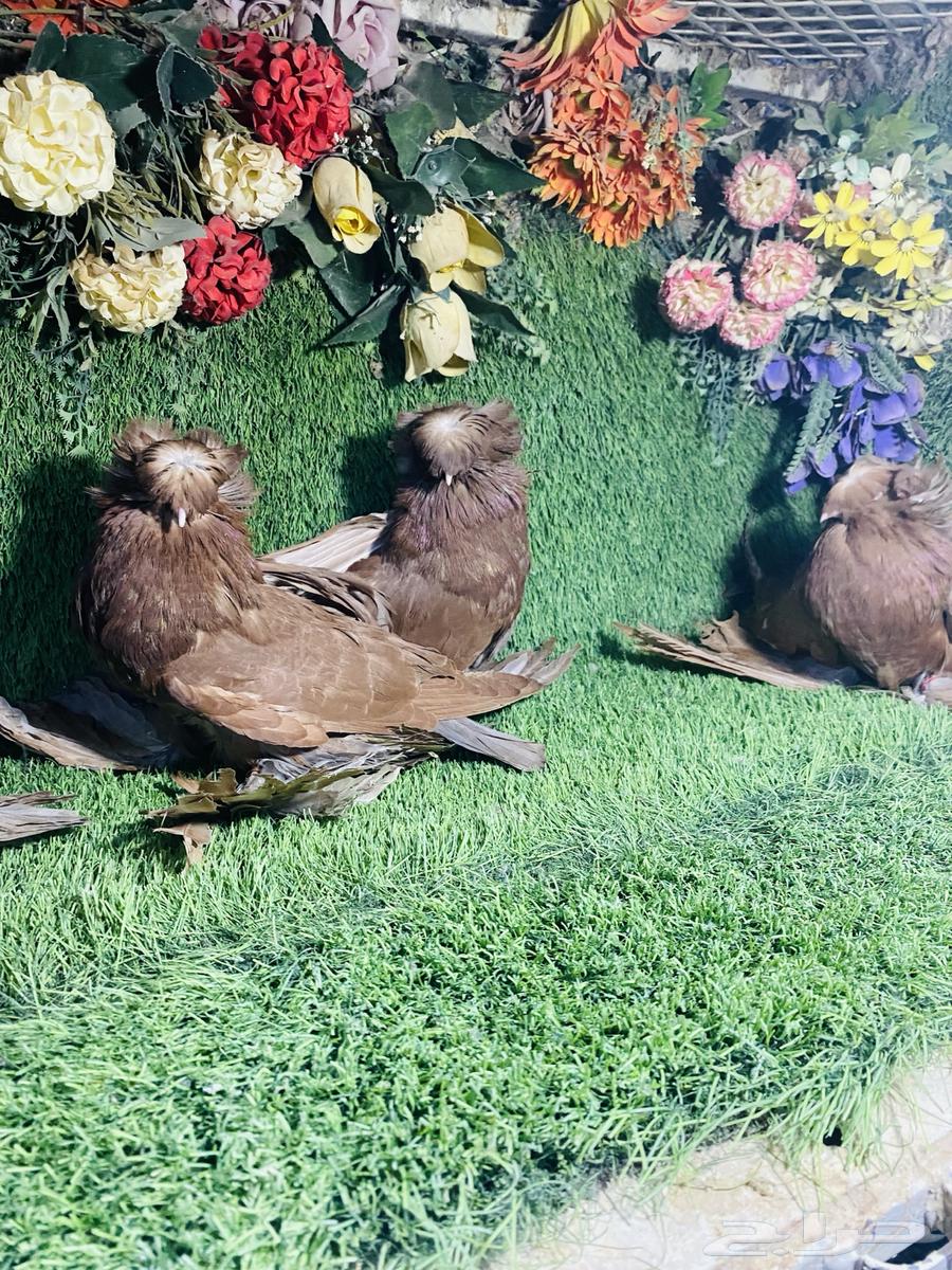 للبيع مجموعة بخارات64536404049025111