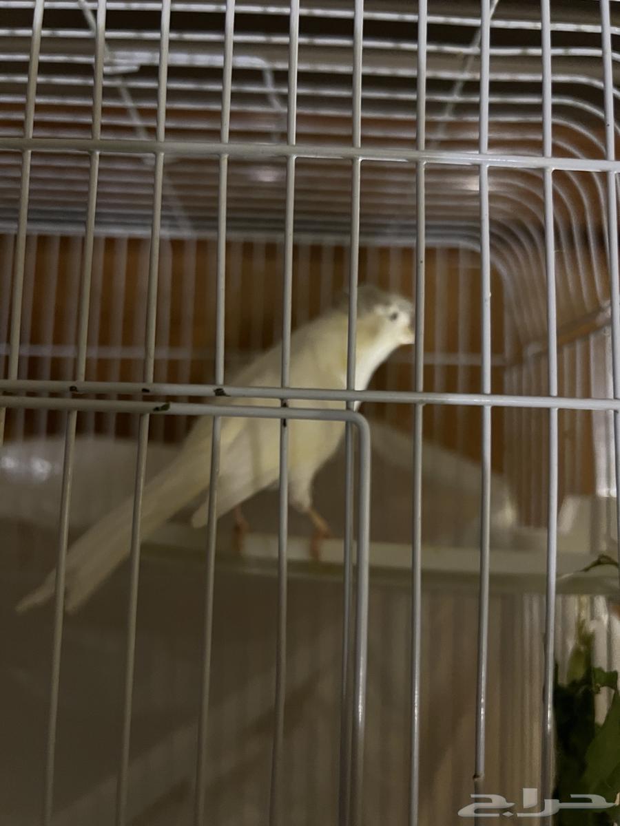 Canary bird64543662231041112