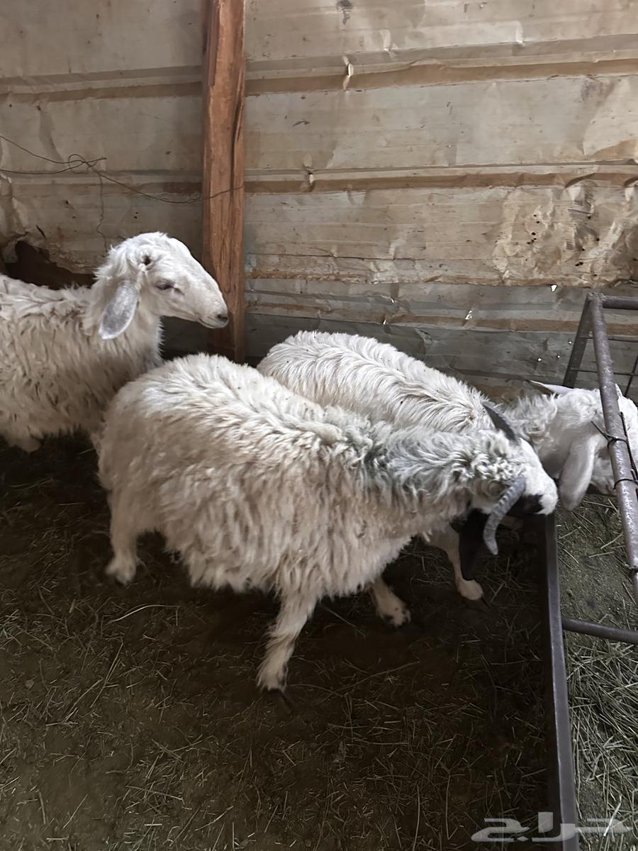 طليان حري جبره ظهر وطرف64542429995009113