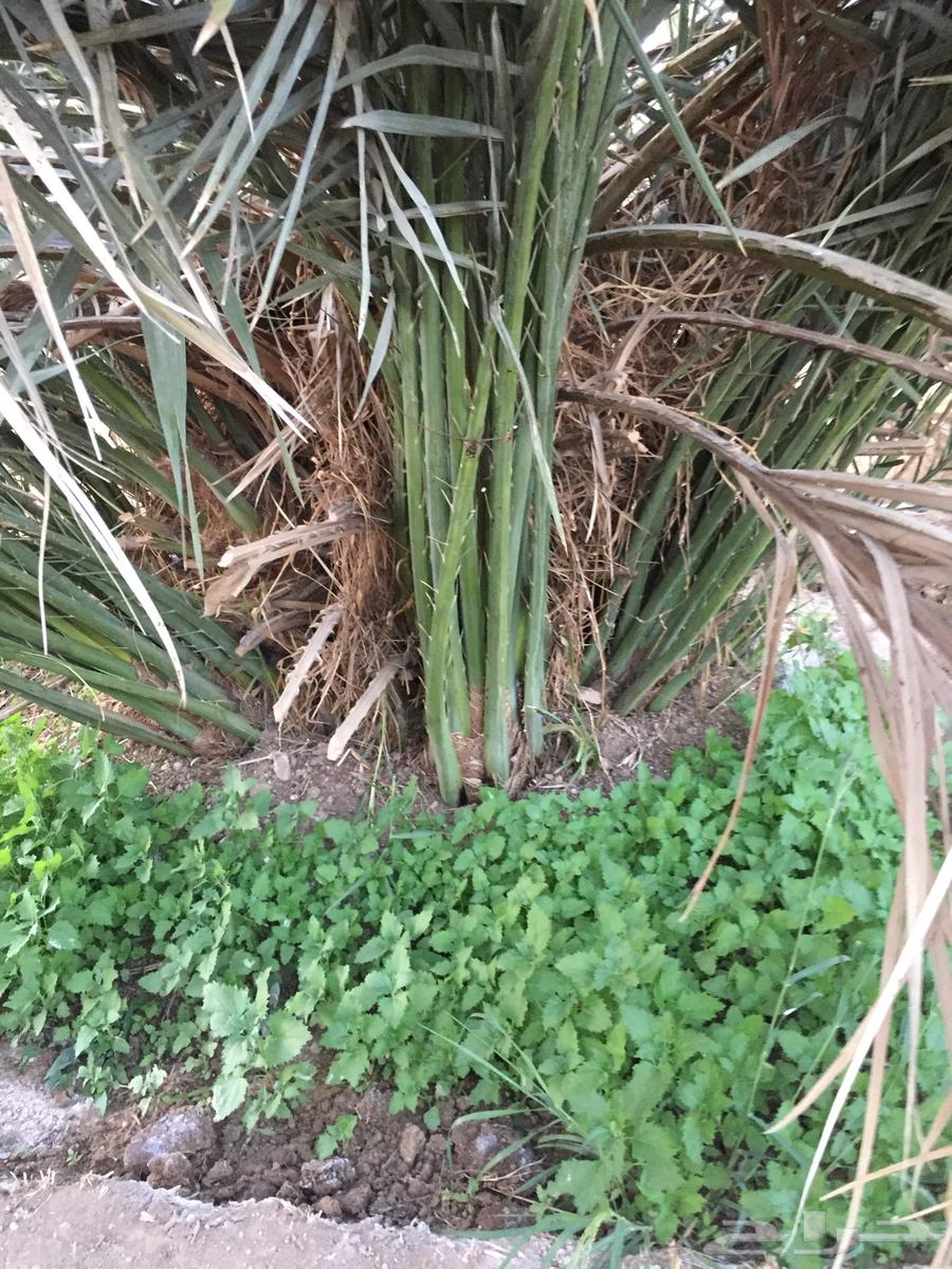 فسايل نخيل64540152678529111