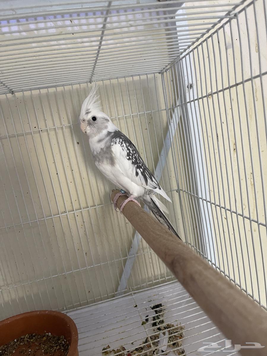 كروان فردات ( تم البيع )64536460087171113