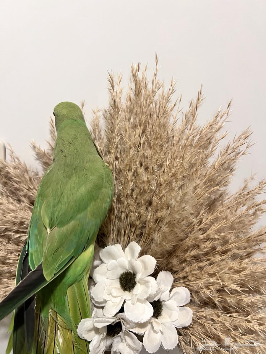 أنثى دره هنديه الليفه متكلمه64541278715521114