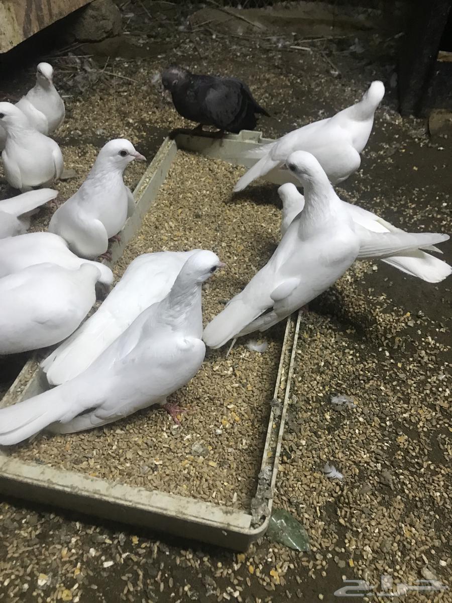 صنعاني اصيل شيبه64542104719747111