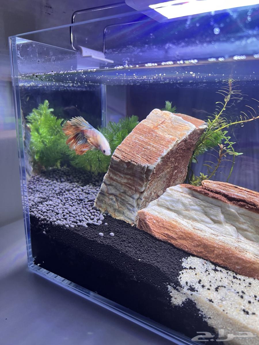 حوض سمك أنيق مع صخور ونباتات طبيعي64541036970626112