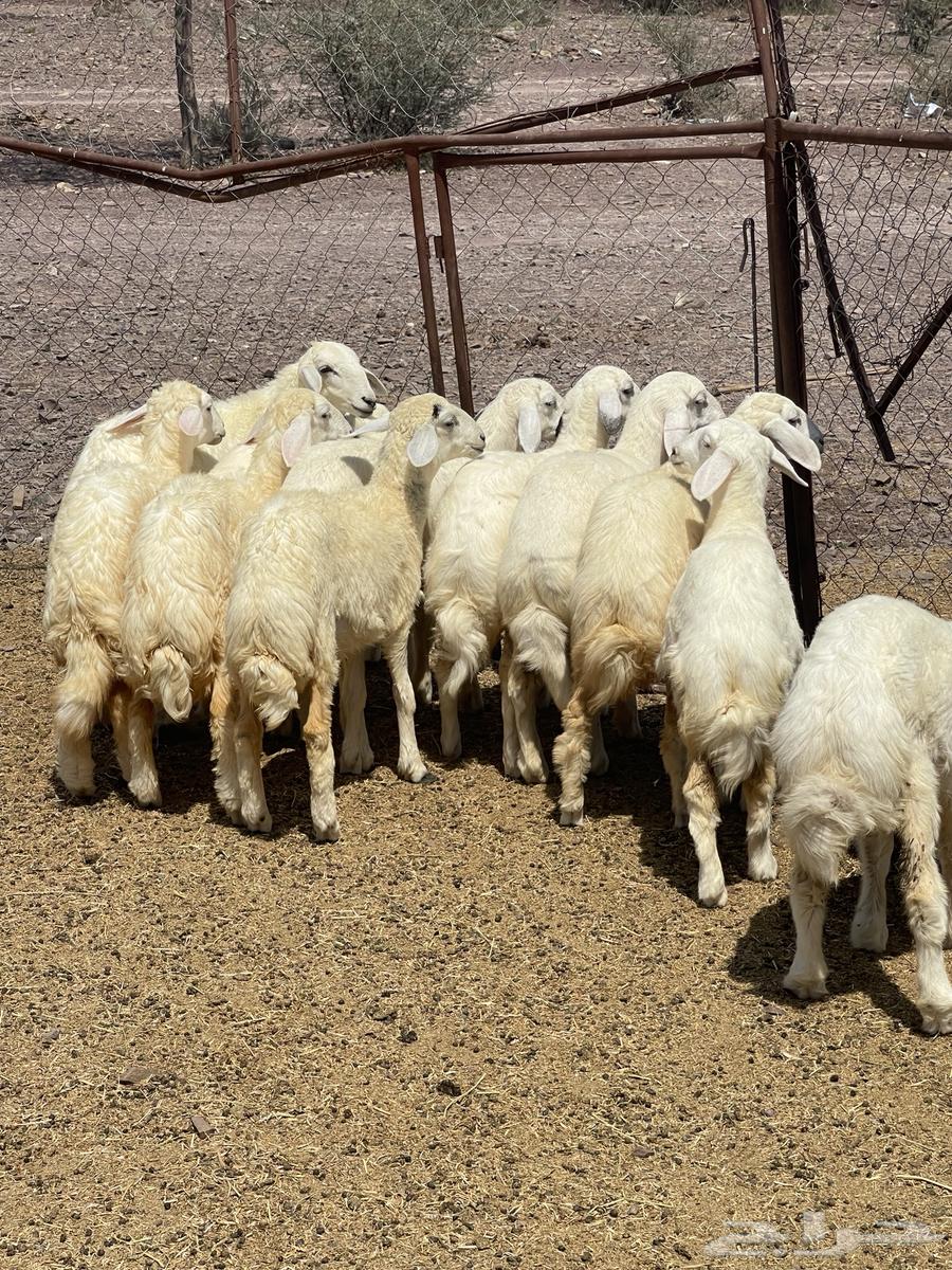 رخال فواخر تمم البيع64539386810755111