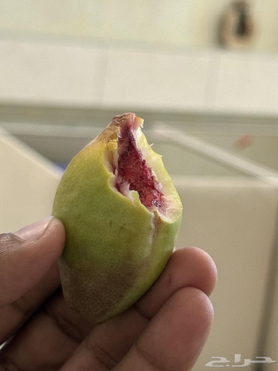 لوز بجري زمان64541037017217111