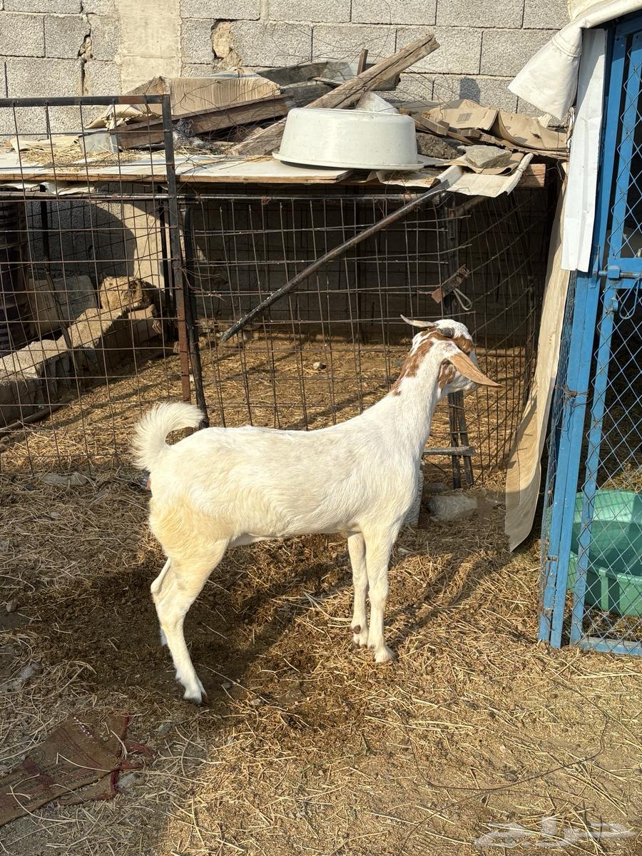 جفره جذعه سمينه للبيع64541594139779111