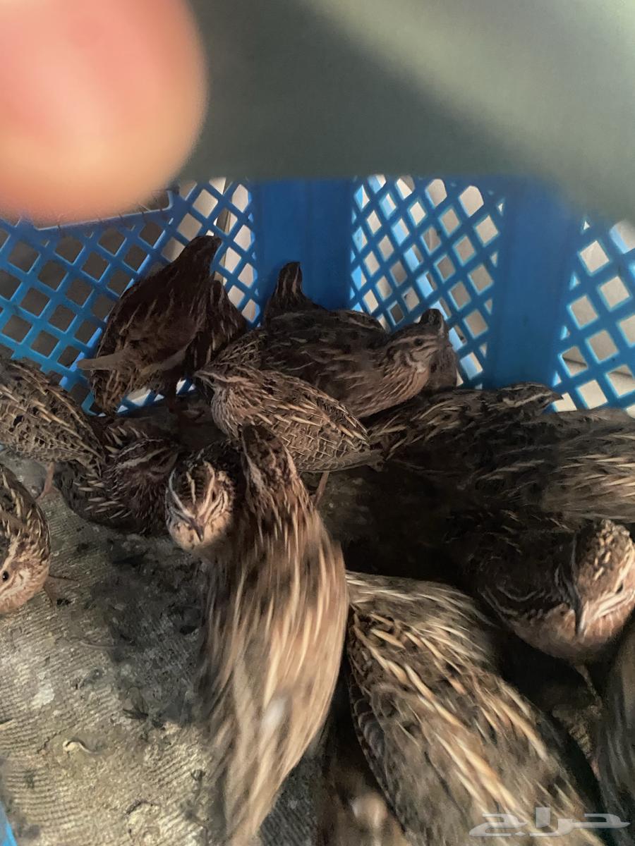 Samani. Al-Fari64537491042562111