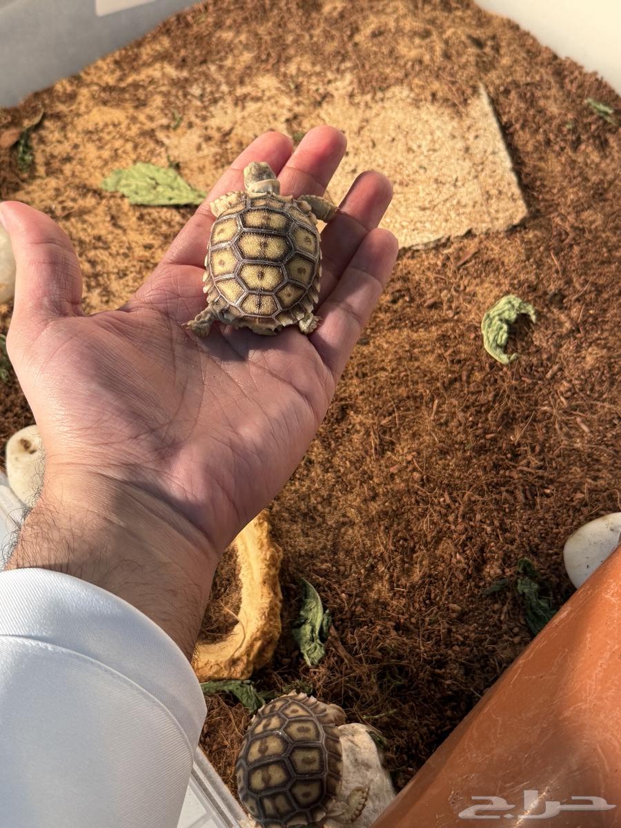 فروخ سلاحف سولكاتا64535196010754111