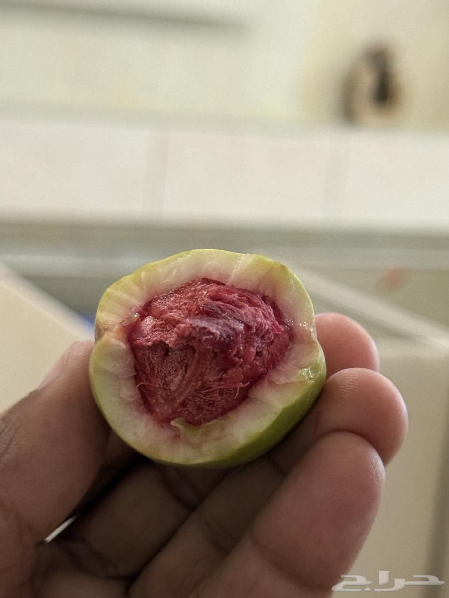 Fresh local almonds available in Jeddah, the fruit of the righteous64536739408002112