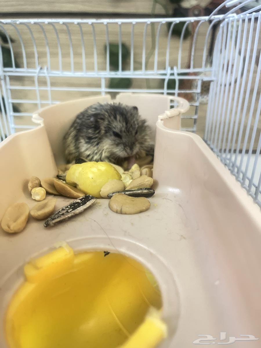 هامستر روسي رمادي وبيج ب50 ريال64539244920706110