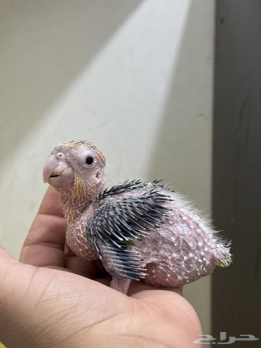 فرخ كايك وايت بيلي غر انتاج محلي (ببغاء المهرج)64542657287170112