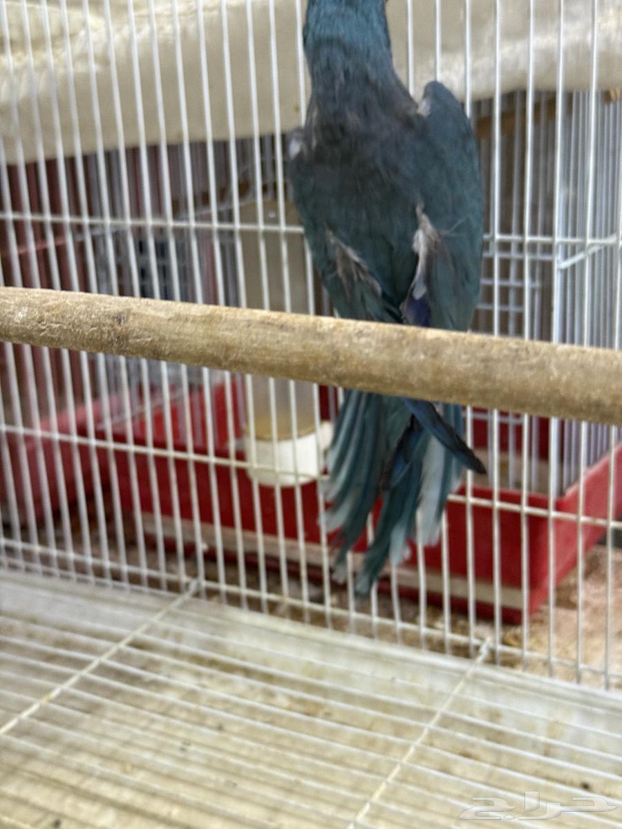 جوز كويكر ازرق منتج ( محلل بشهايد )64543676694273112