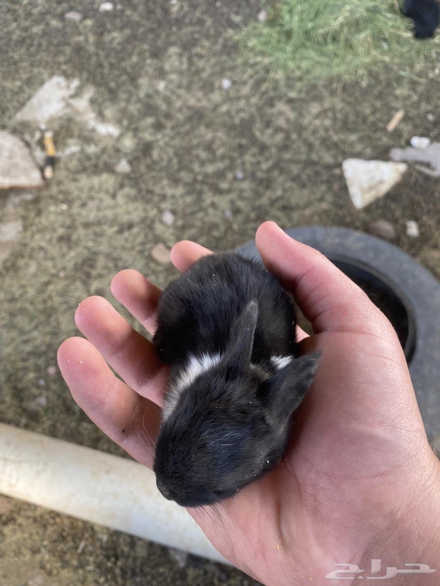 أرانب للبيع مذبوح وحي64542557848835113