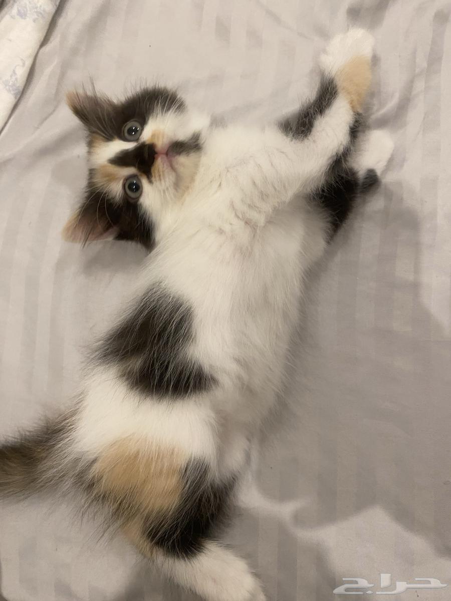 كيتنز للبيع شيرازي64542345565187112