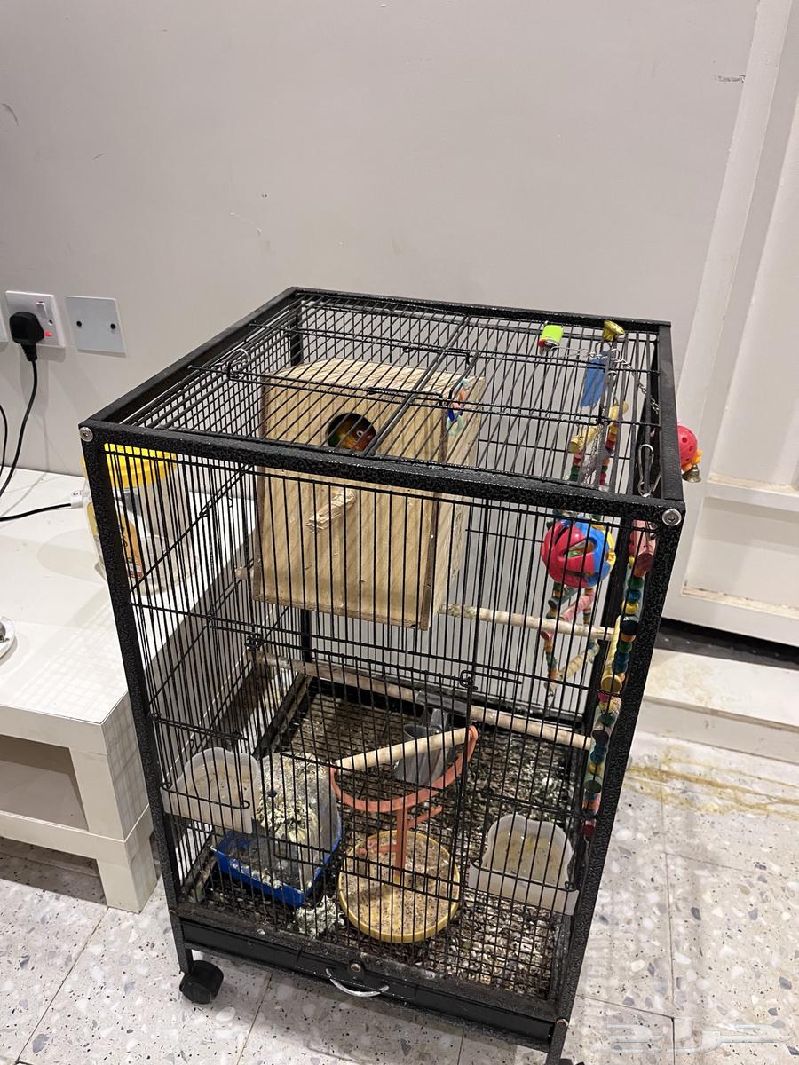 للبيع طير فيشر مع القفص جميع64536070128259110