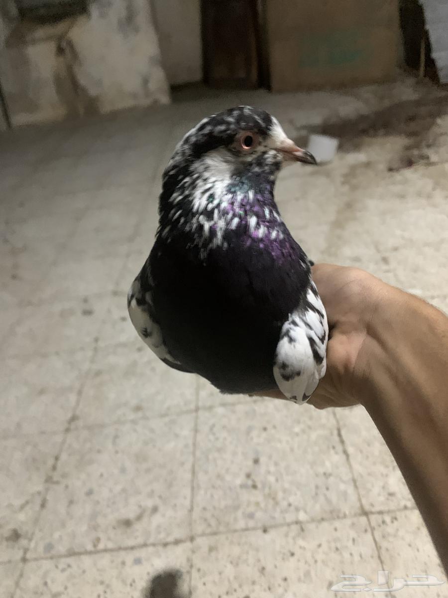 نعرض لكم حمام بكستاني64561000736769110