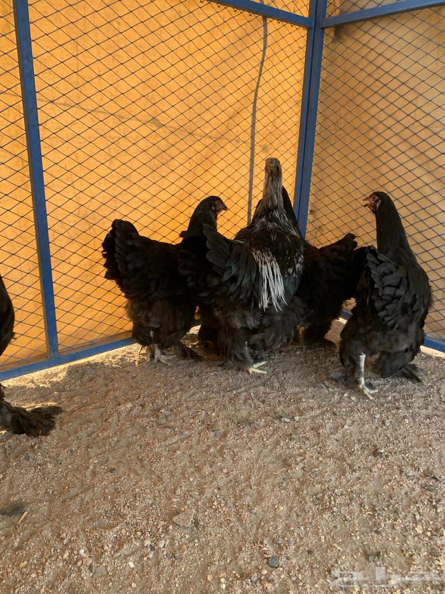 طقمين براهما64535666878595114