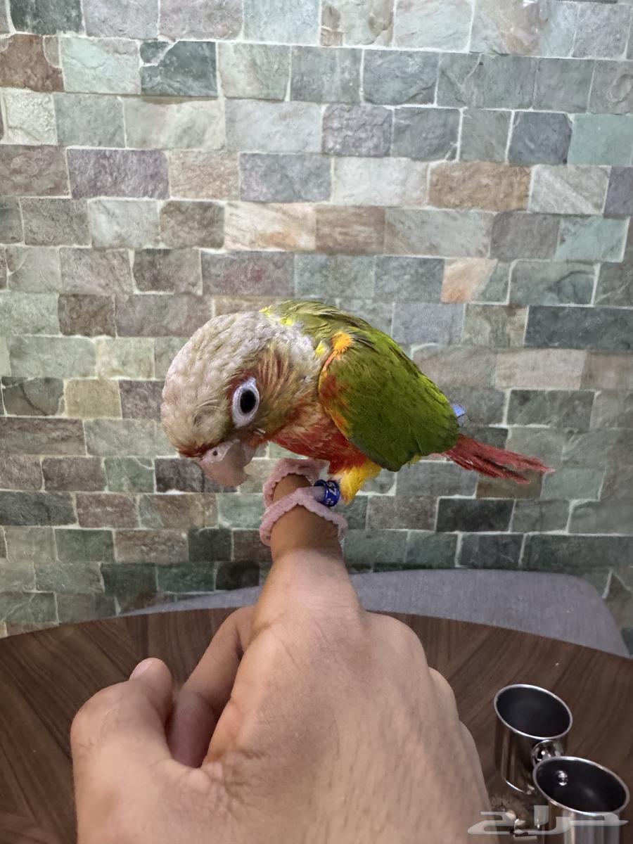 كنيور اناناس أليف64537491071105110