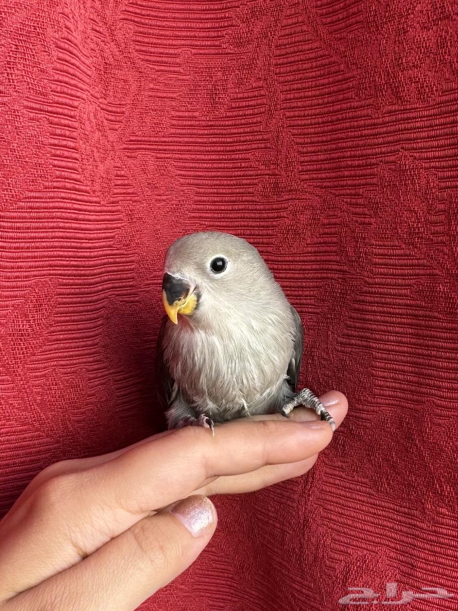 ( تم البيع الله يبارك ) طير روز اليف هدد نشبهه مناسب ل64537156267649111