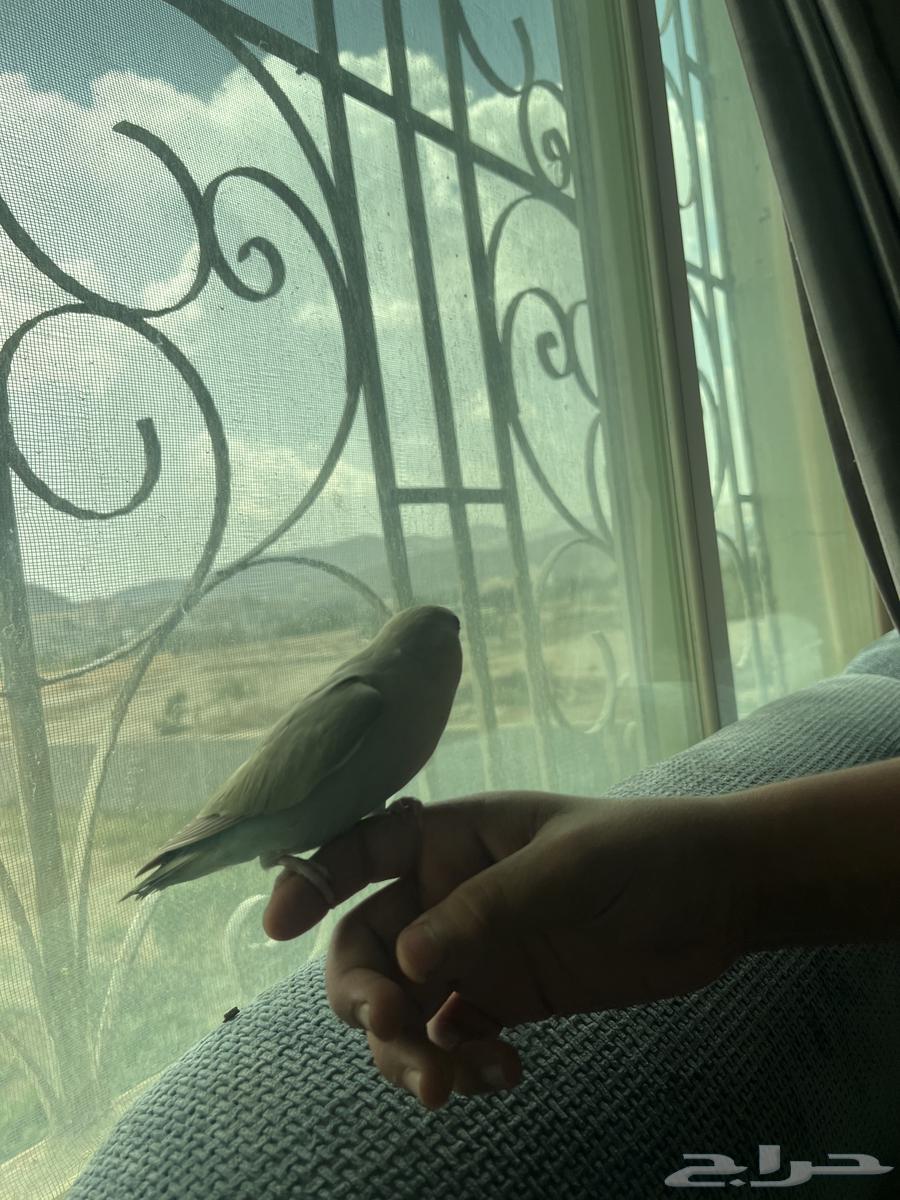 روز اليف هدد داخلي64538387159938110