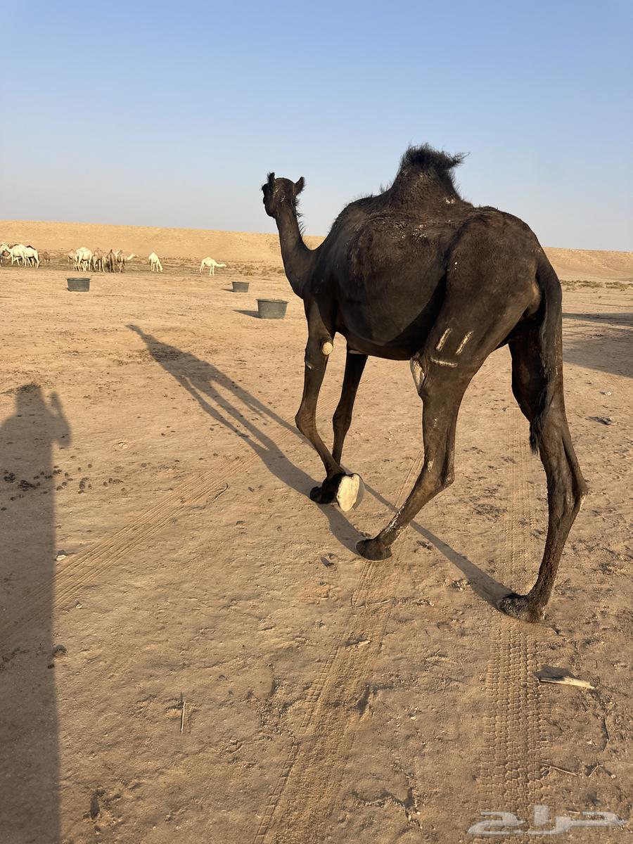 ثنيه لقحه للبيع64540124335747110