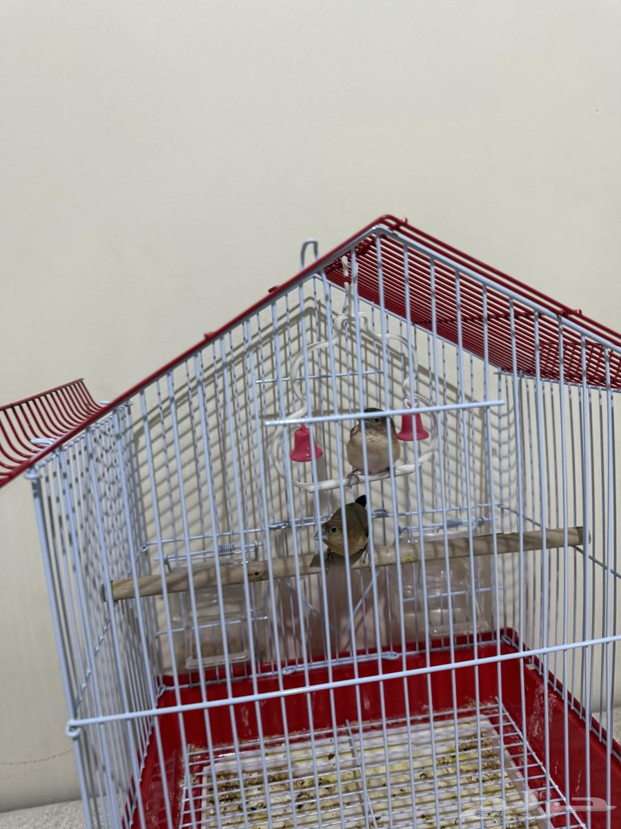 عصفورين مع القفص64540907635330111