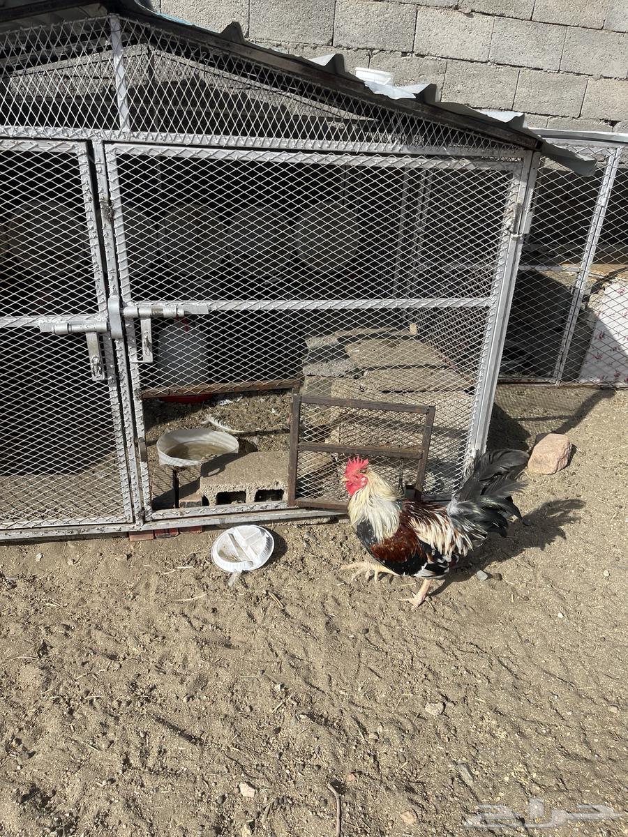 ديك بلدي64536515809795110