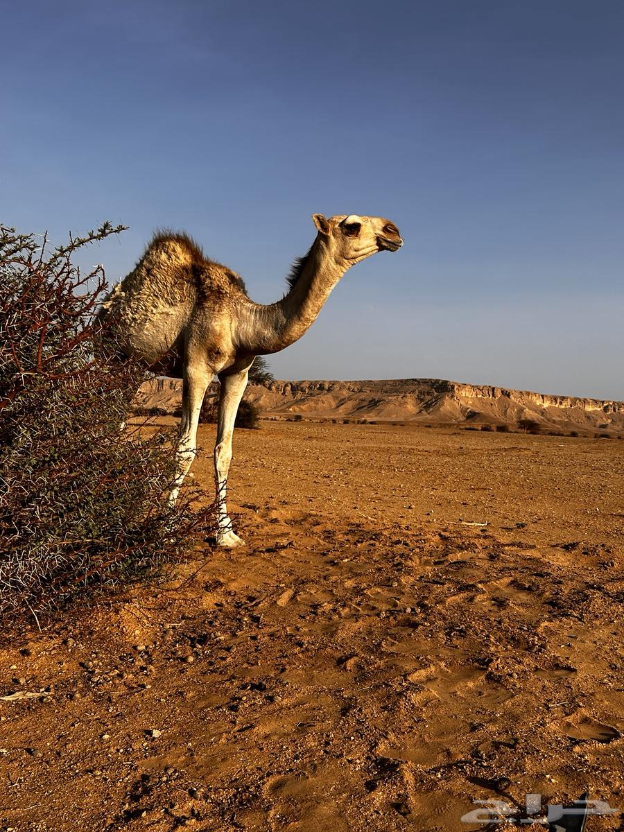 البكره للبيع64539953321601110