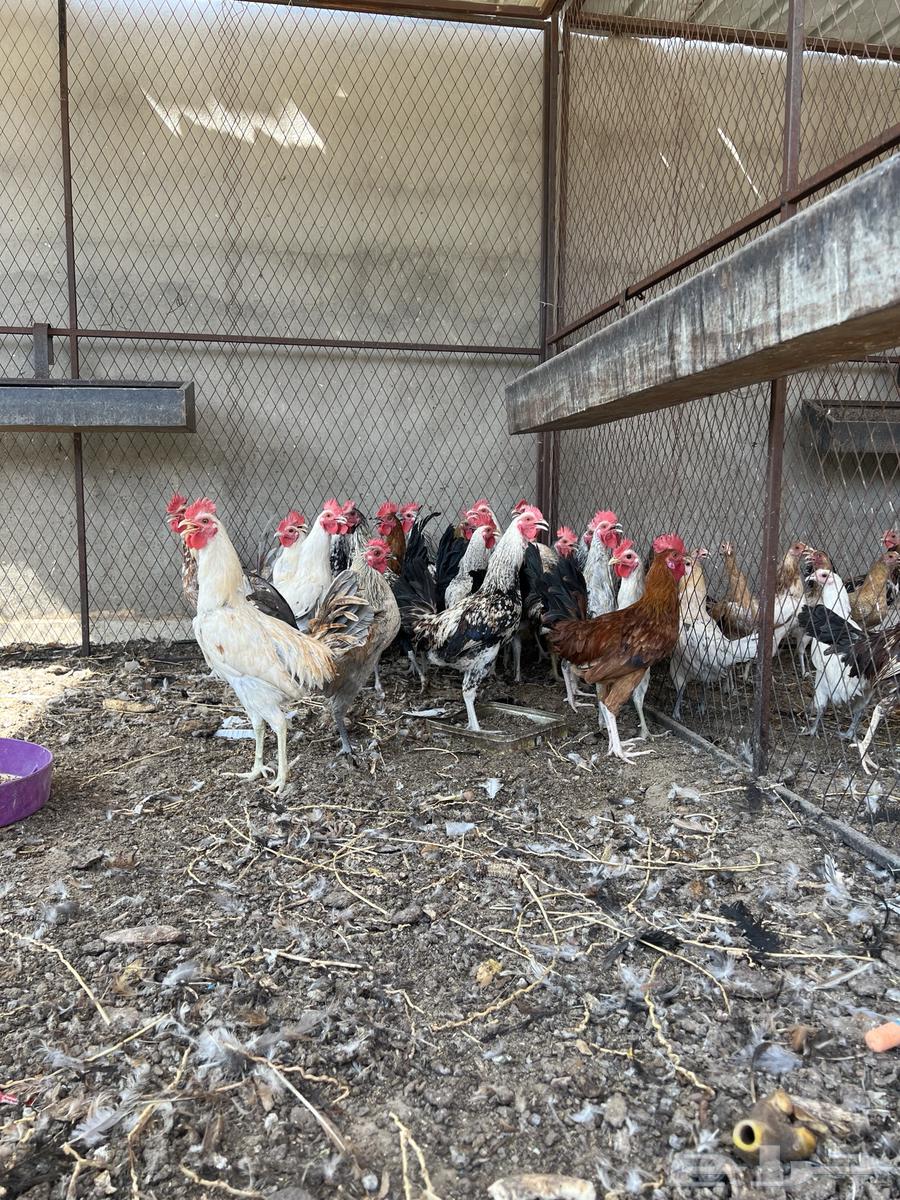 ديكة بلدي64538260792066112