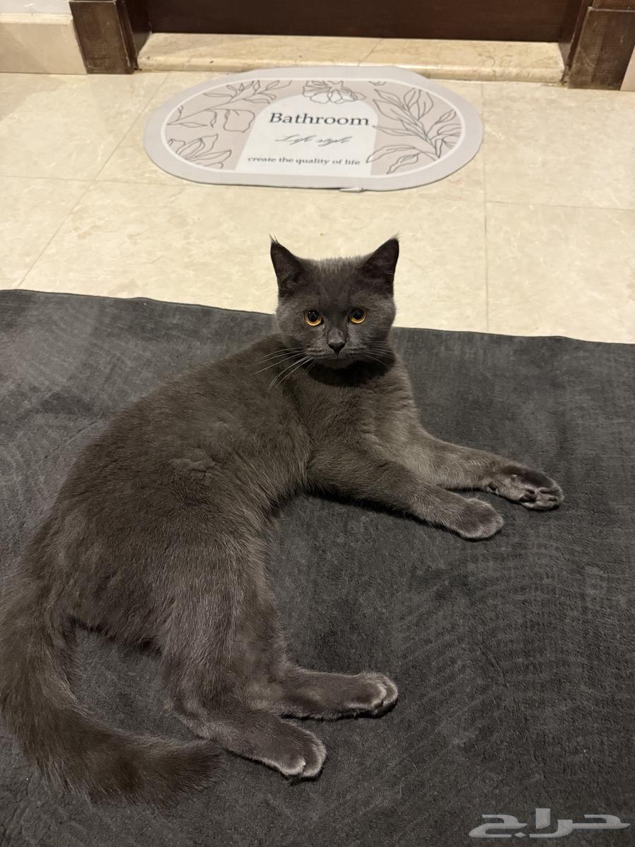 سكوتش ستريت بيور ذكر سنه و 4 شهور64541407531777114