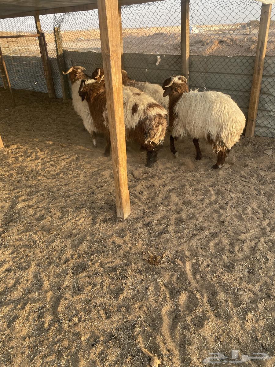 I have 6 good Na'imi sheep, 6 months old, local breed, sold individually64535737038594112