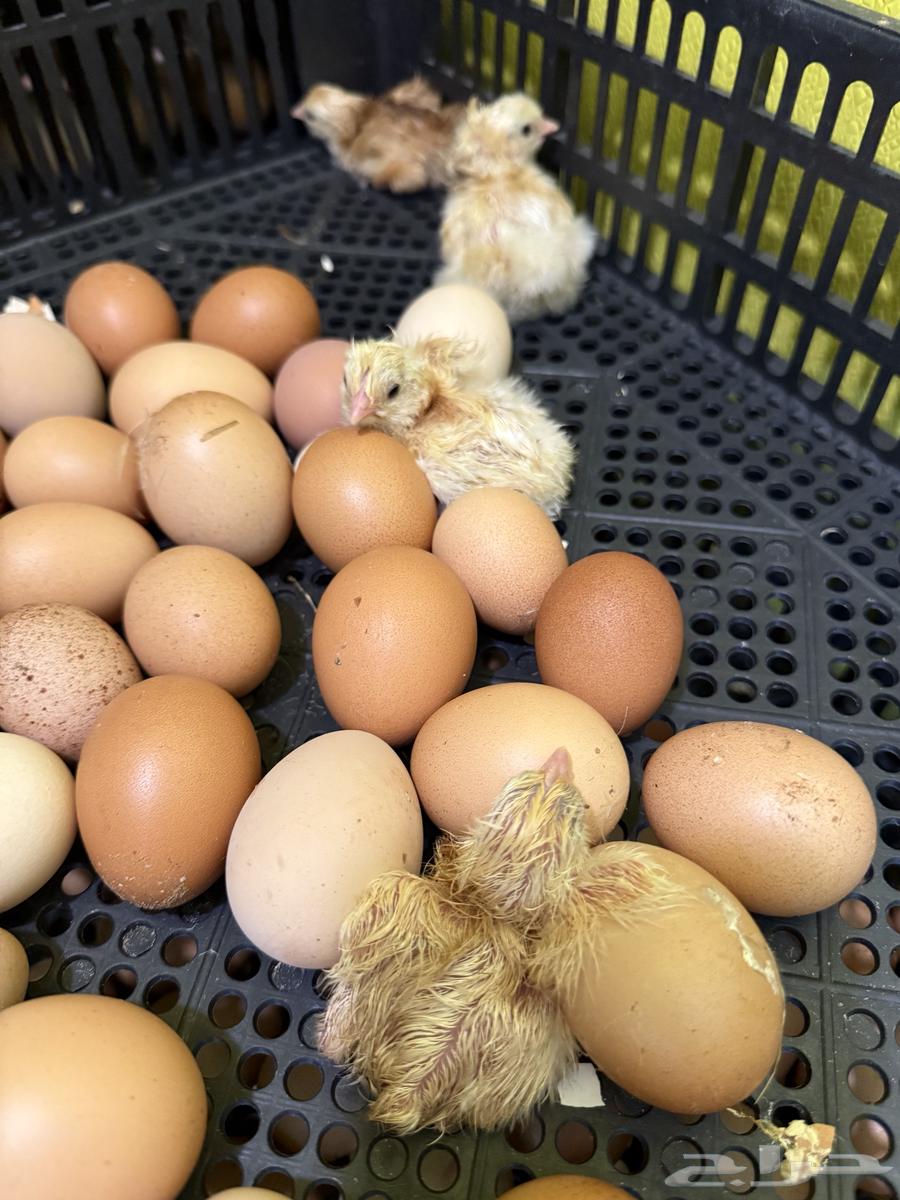 Sous Louhman at one week64551890981379110