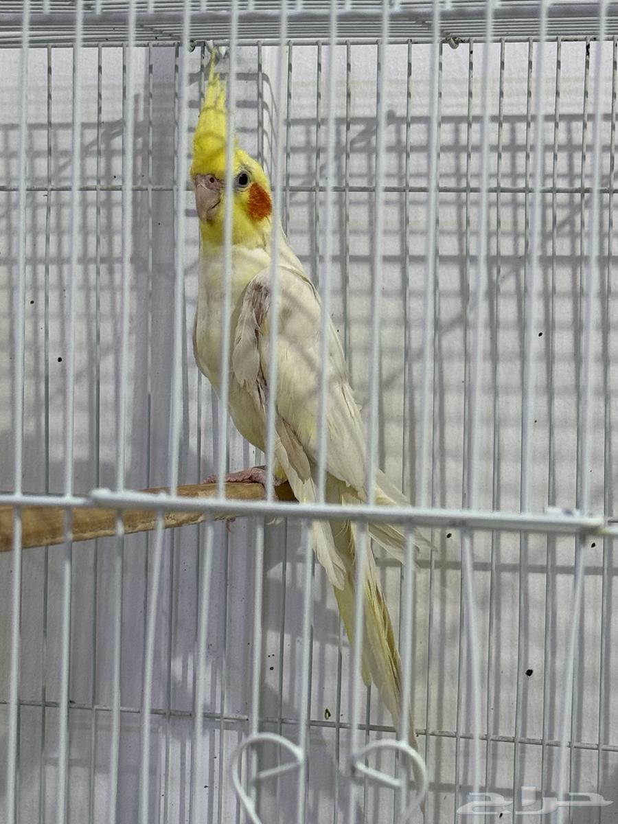 للبيع ذكر كروان لاتينو ( تم البيع )64538779076353112