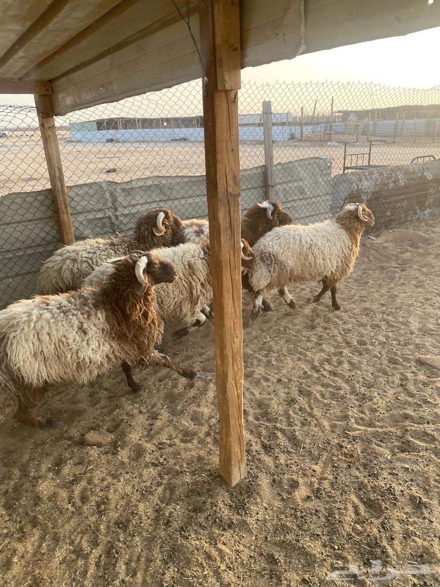 I have 6 good Na'imi sheep, 6 months old, local breed, sold individually64535737038594111