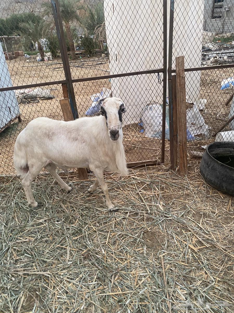 فحل للبيع64542842501889110