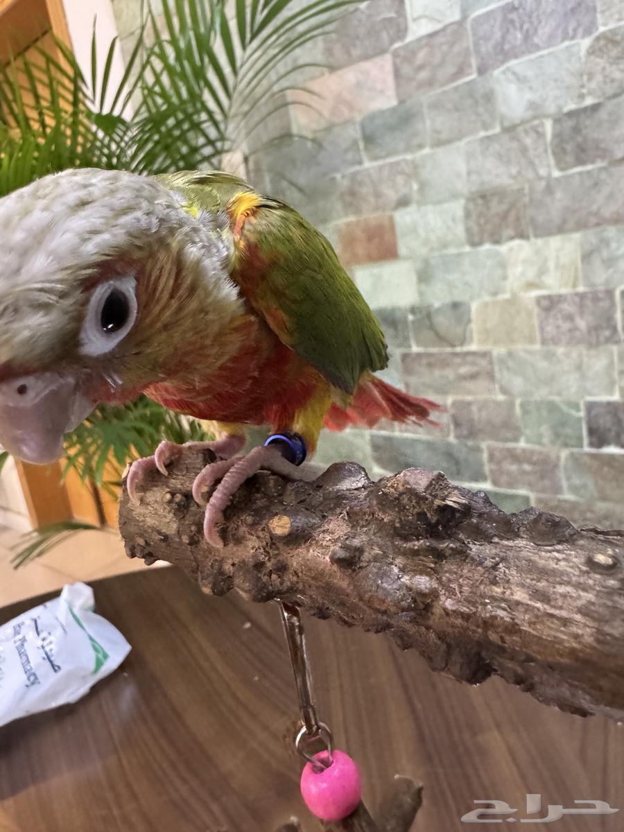 كنيور اناناس أليف64537491071105113