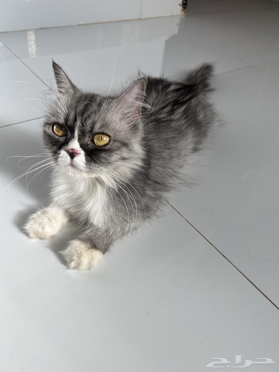 قط انثى للبيع64542303153538111