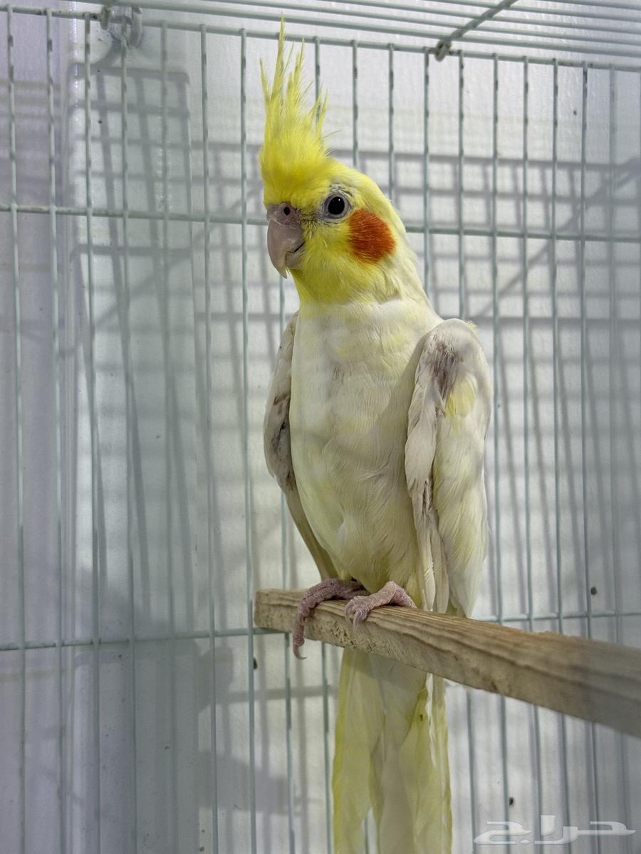 للبيع ذكر كروان لاتينو ( تم البيع )64538779076353111