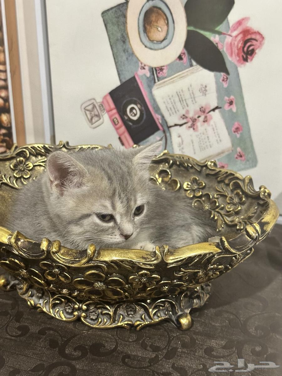 كيتن سكوتش للبيع64538944054145113