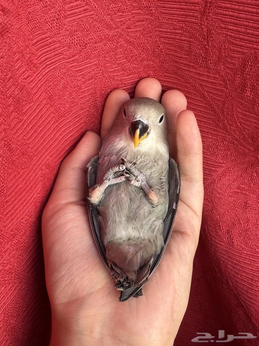 ( تم البيع الله يبارك ) طير روز اليف هدد نشبهه مناسب ل64537156267649112