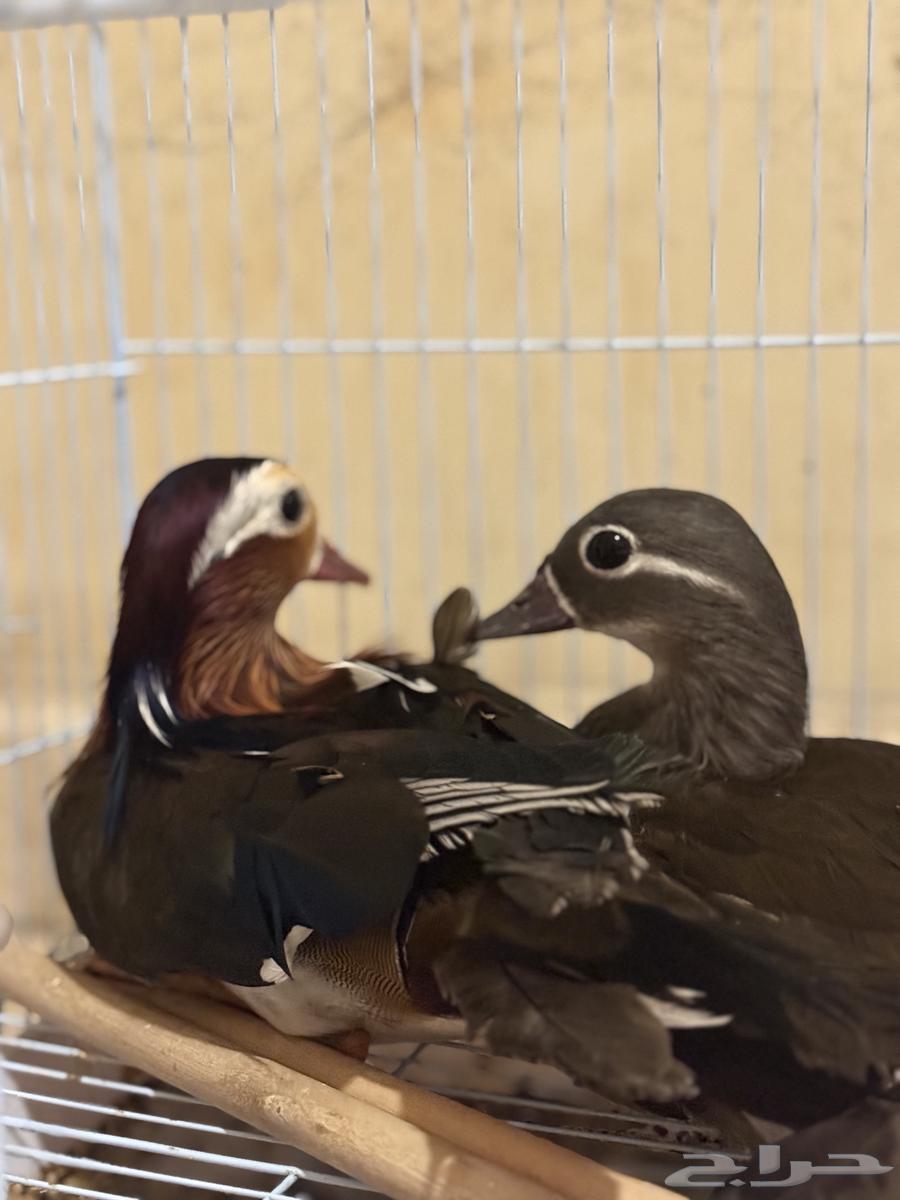 Mandarin Duck64543365788675113