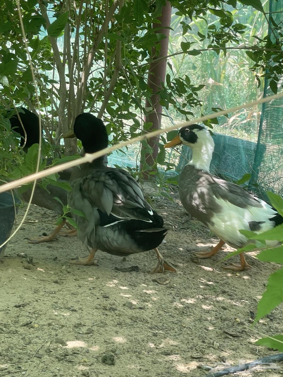 بط للبيع64537366114435113