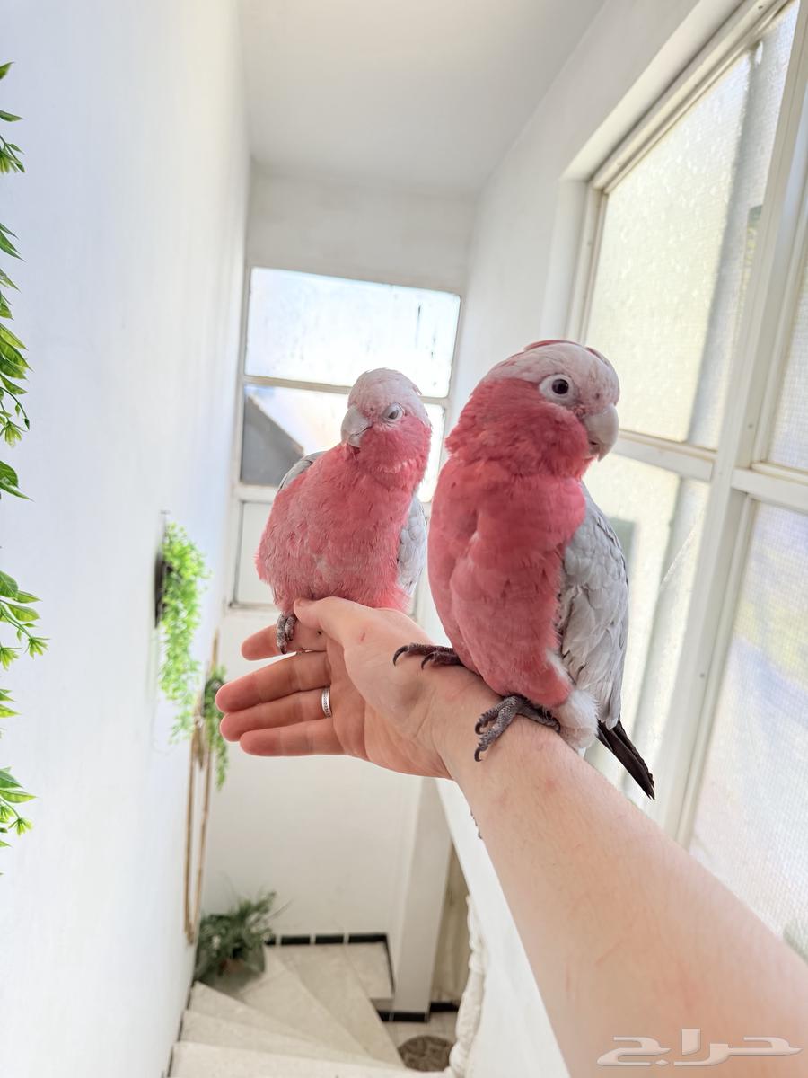 ببغاء كوكاتو قالا أليفة ولعوبة تم البيع64543210536705113