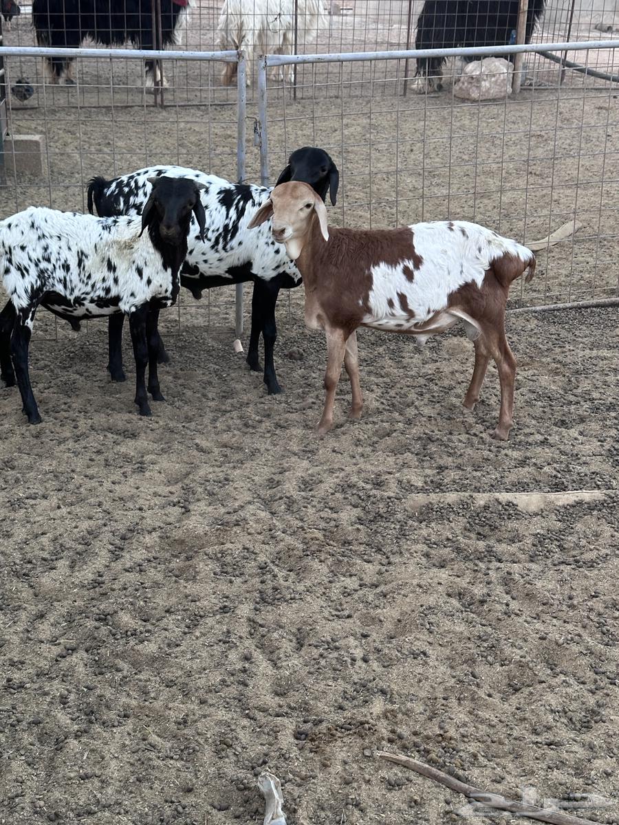 طليان برابر انتاج الحلال64541679117058114