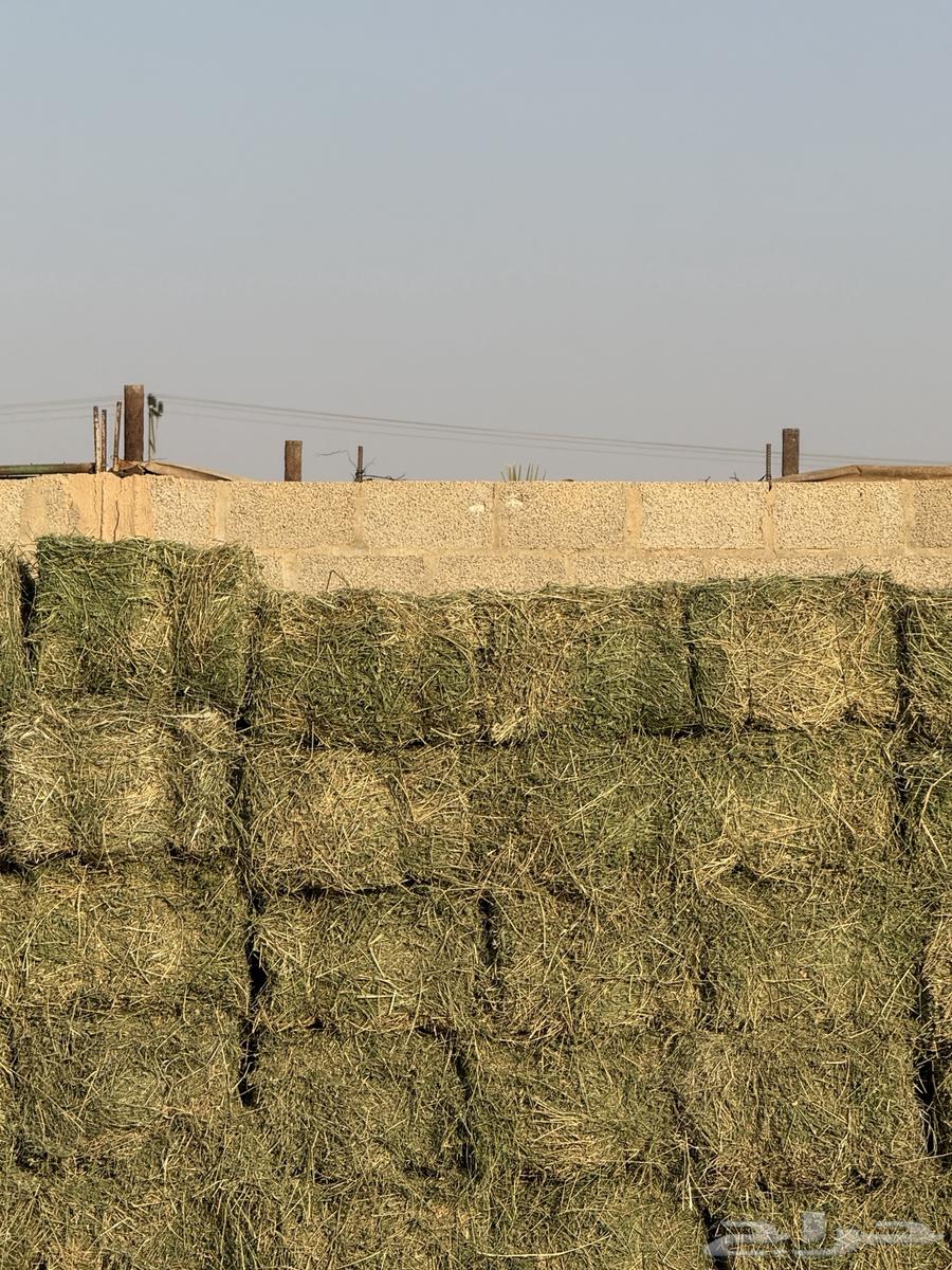 برسيم صافي64536334913155111